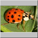 Harmonia axyridis - Asiatischer Marienkaefer 06.jpg
